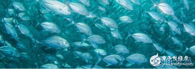 魚(yú)為什么游得那么快 科學(xué)家用模擬技術(shù)揭曉答案
